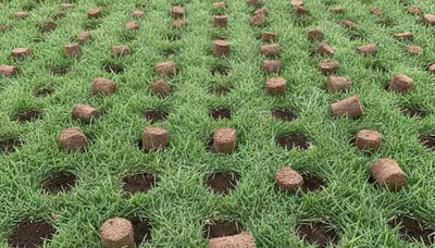 Close-up of lawn aeration soil core plugs on turf in Flagstaff, AZ by Chop Chop Landscaping